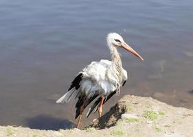 cigogne sans aile photo