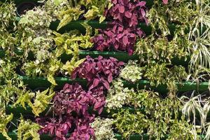 fleurs dans la rue de la ville pour la décoration en été photo