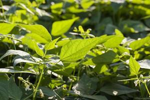 feuillage vert des haricots asperges dans le champ photo