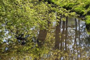 lac forestier, gros plan photo