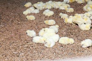 poussins de poulet dans une ferme avicole, gros plan photo