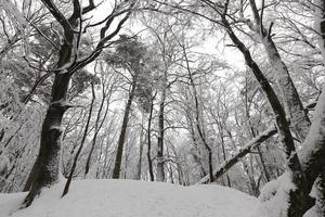 entièrement recouvert d'arbres à feuilles caduques de neige en hiver photo