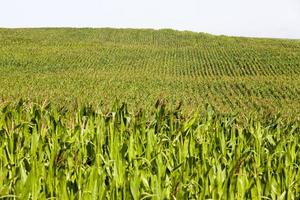 un champ agricole ensoleillé avec du maïs doux vert photo