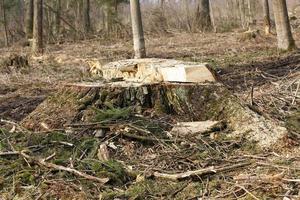 abattre des arbres pour récolter du bois photo
