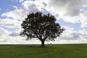 un arbre solitaire photo