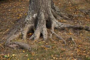 un grand nombre de vieil arbre photo