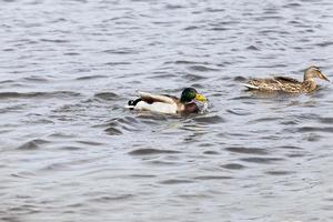 saison printanière avec canards oiseaux sauvages photo