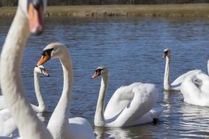 groupe de cygnes au printemps photo