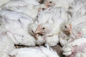 une race de poulet à griller génétiquement améliorée photo