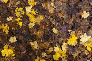 feuillage d'érable à la chute des feuilles d'automne photo