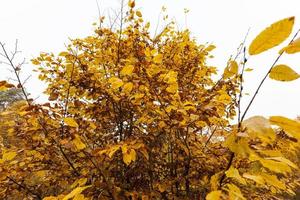 arbre d'automne dont le feuillage a changé de couleur en automne photo