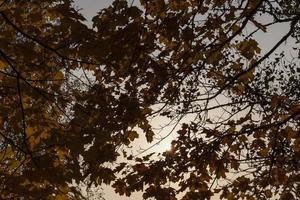 influence et impact de la saison d'automne sur la nature photo