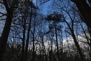 arbres dans la forêt d'hiver, rétro-éclairé photo