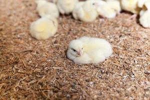 poussins de poulet dans une ferme avicole, gros plan photo