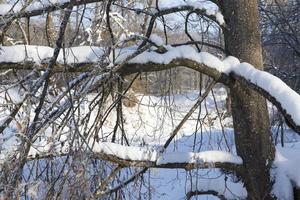 une rivière étroite dans la forêt en hiver photo