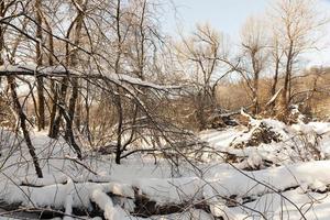 saison d'hiver dans la forêt ou dans le parc photo