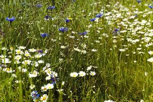 fleurs de marguerites blanches. photo