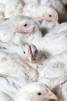 poussins de poulet dans une ferme avicole, gros plan