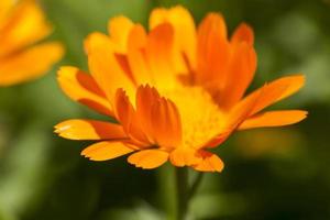 fleurs oranges de calendula photo