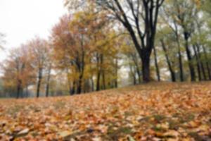 automne dans le parc photo