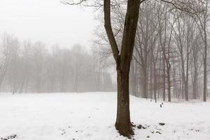 arbres et temps froid d'hiver après les chutes de neige photo