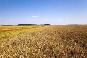 champ agricole, céréales photo