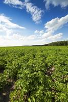 pommes de terre des champs agricoles photo
