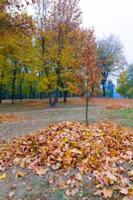 automne dans le parc photo