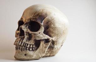 réplique du crâne humain face à gauche photo
