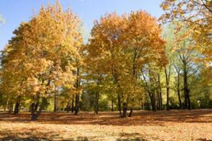 automne dans le parc photo