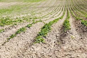 agriculture. pommes de terre vertes photo