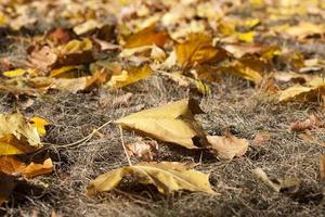 feuilles jaunies sur les arbres photo