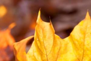 automne dans le parc photo