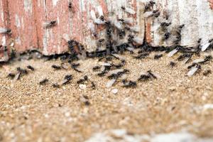 fourmis rampant sur le sable photo