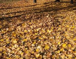 feuillage d'automne photo