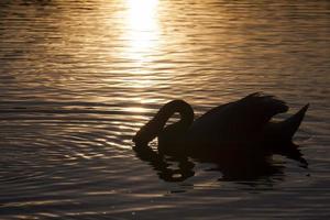 flottant au coucher du soleil un cygne photo