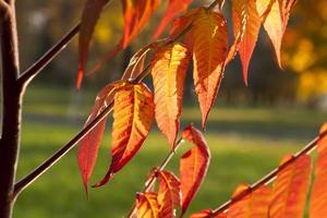 la nature d'automne et son influence sur la nature photo