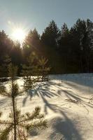sapins et pins en hiver photo