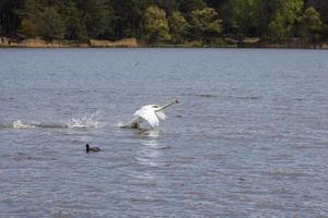 cygne commun blanc au printemps photo