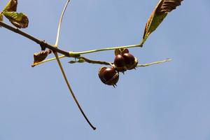 coquilles de marrons ouvertes photo