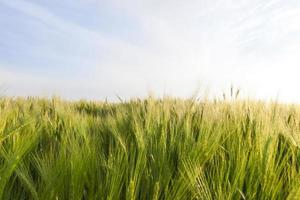 champ avec ciel vert orge photo