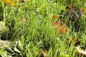 herbe verte en automne, photo