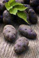 pomme de terre vitelotte bleu-violet (solanum × ajanhuiri vitelotte noir photo