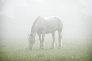 cheval broutant dans la brume photo