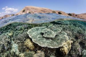 récif corallien sain et île dans le parc national de komodo