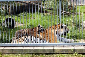 une tigresse vivant dans un zoo photo