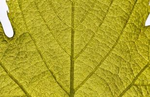 feuille verte de raisin photo