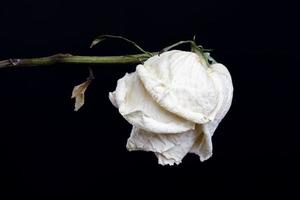 rose blanche sèche photo