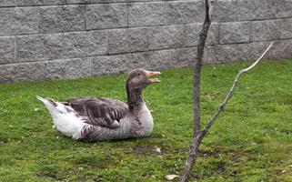 animaux du zoo photo