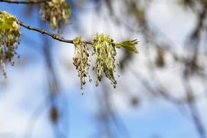 printemps, arbre photo